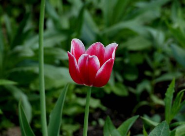 Yeşil arka planda lale çiçeği yakın plan