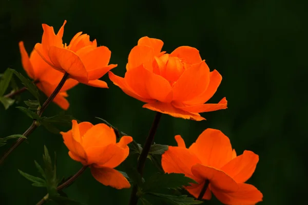 Işıldayan çiçek (Trollius asiaticus) koyu arkaplana yakın plan
