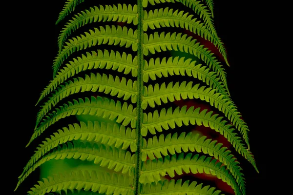 Fern Leaf Polypodiphyta Closeup — стокове фото