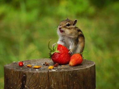 Bir sincap kütüğe oturur ve patilerinde kırmızı bir çilek tutar.