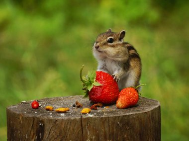 Bir sincap kütüğe oturur ve patilerinde kırmızı bir çilek tutar.