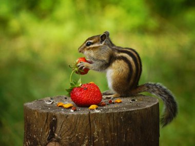 Bir sincap kütüğe oturur ve patilerinde kırmızı bir çilek tutar.