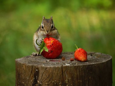 Bir sincap kütüğe oturur ve patilerinde kırmızı bir çilek tutar.