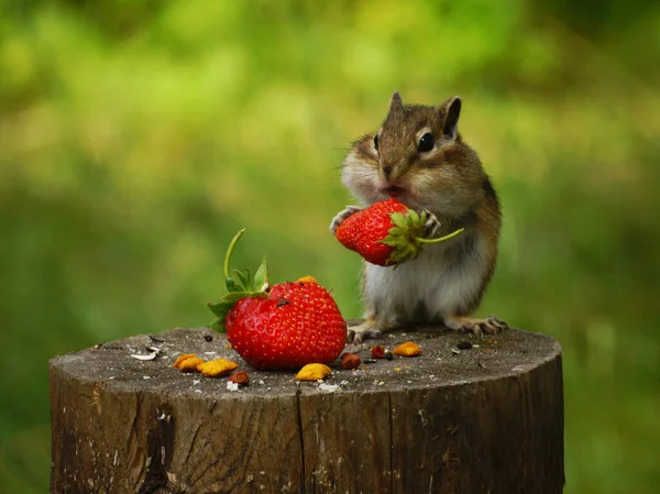 Ein Streifenhörnchen Sitzt Auf Einem Baumstumpf Und Hält Seinen Pfoten — Stockfoto