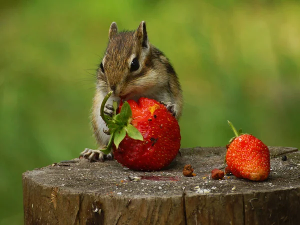 一只花栗鼠坐在树桩上 爪子上夹着一个红色的草莓 — 图库照片