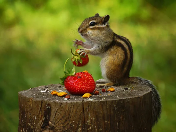 Chipmunk Sits Stump Holds Its Paws Red Berry Strawberry — Stock Photo, Image