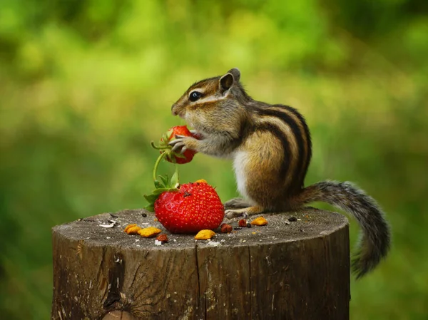 다람쥐 마리가 그루터기에 앉아서 딸기를 붙잡고 로열티 프리 스톡 사진