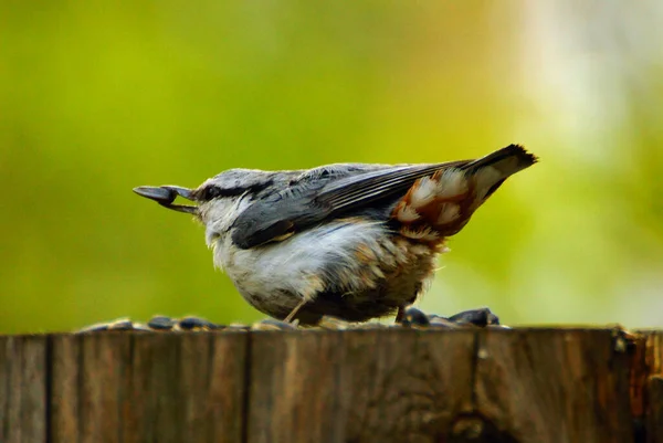 Nuthatch Con Una Semilla Girasol Pico Muñón —  Fotos de Stock