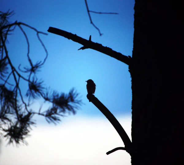 天空下树上一只鸟的轮廓 — 图库照片