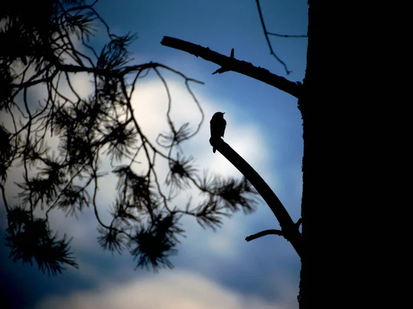 Silueta Pájaro Árbol Contra Cielo — Foto de Stock