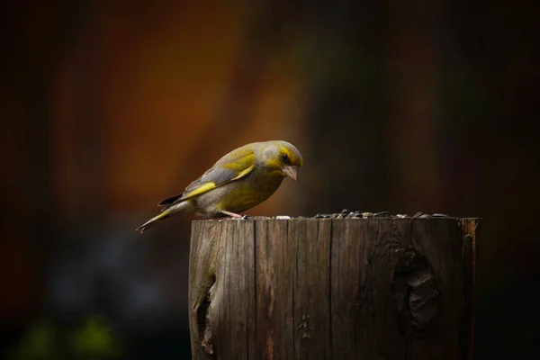 Ptačí Pěnkava Lat Chloris Chloris Pařezu Slunečnicovými Semínky — Stock fotografie