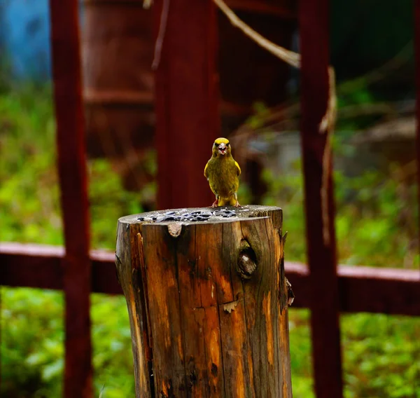 Bird Greenfinch Lat Chloris Chloris Stump Sunflower Seeds — Stock Photo, Image