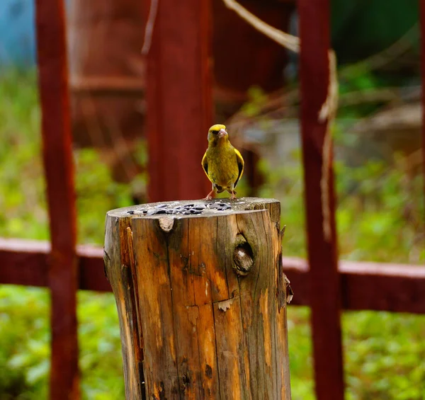 Bird Greenfinch Chloris Chloris Kannolla Auringonkukansiementen Kanssa — kuvapankkivalokuva