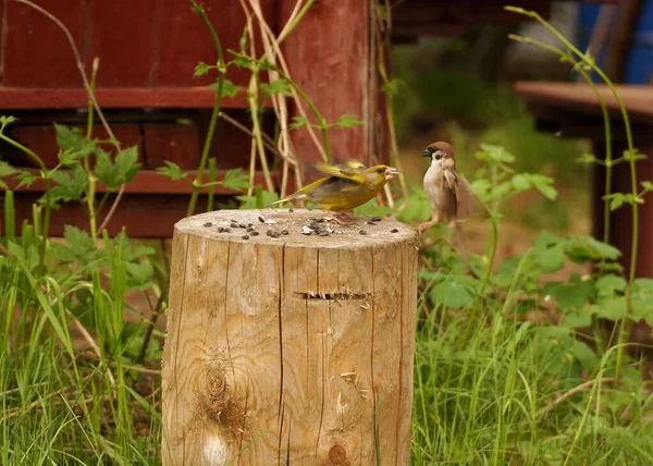 Bird Greenfinch Lat Chloris Chloris Drives Other Birds Feed — Stock Photo, Image