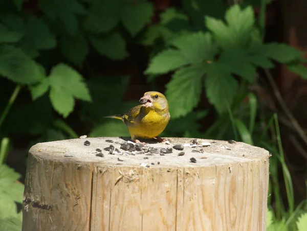 Bird Greenfinch Лат Хлорис Хлорис Пне Семенами Подсолнечника — стоковое фото