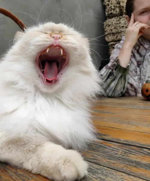 Gähnende Weiße Flauschige Katze Und Das Gesicht Eines Mädchens — Stockfoto