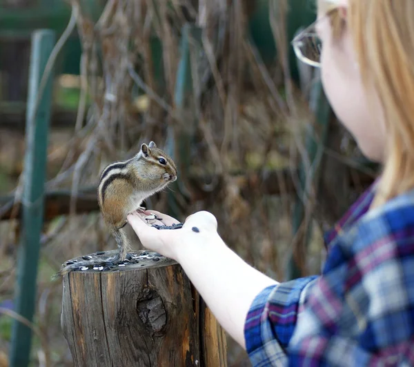 Prochaine Visite Chipmunk Sauvage Mais Sympathique Sociable Ses Amis Dans Images De Stock Libres De Droits