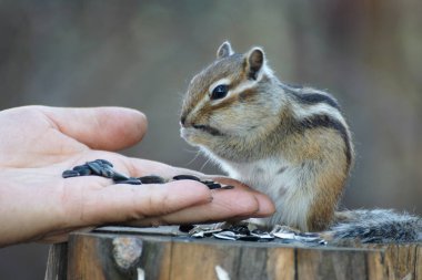 Vahşi ama dost canlısı bir sincabın, ormandaki arkadaşlarına yapacağı bir sonraki ziyareti.
