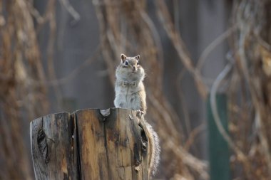 Vahşi sincap kulübedeki ormanda bir kütüğün üzerinde oturuyor.