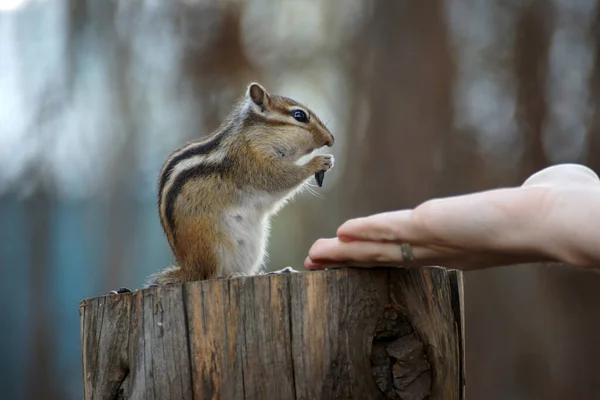 Próxima Visita Esquilo Selvagem Mas Amigável Sociável Para Seus Amigos — Fotografia de Stock