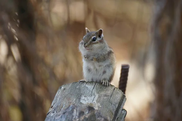 Wild Chipmunk Sitting Stump Forest Cottage — Stock Photo, Image