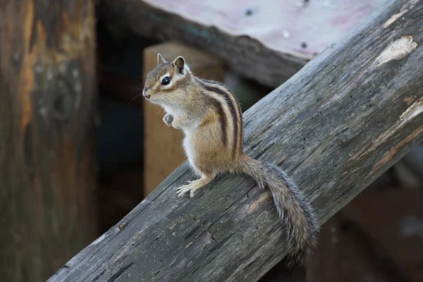 野生のシマリスがコテージの森の中の切り株に座っています — ストック写真