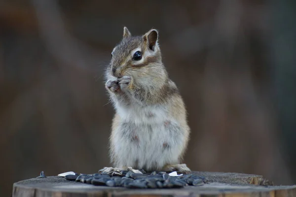 Chipmunk Sunflower Seed Paws — Stock Photo, Image