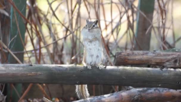 Chipmunk Staat Een Stam Eet Zonnebloempitten — Stockvideo