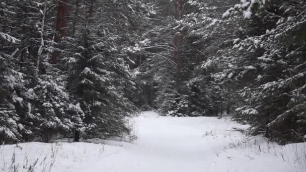 Paseo Invierno Bosque Cerca Ciudad Tomsk Siberia Rusia — Vídeos de Stock