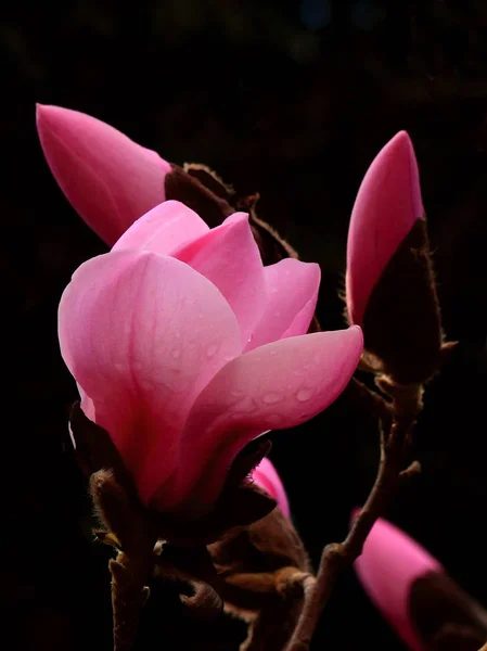 Magnolia su sfondo nero Foto Stock Royalty Free