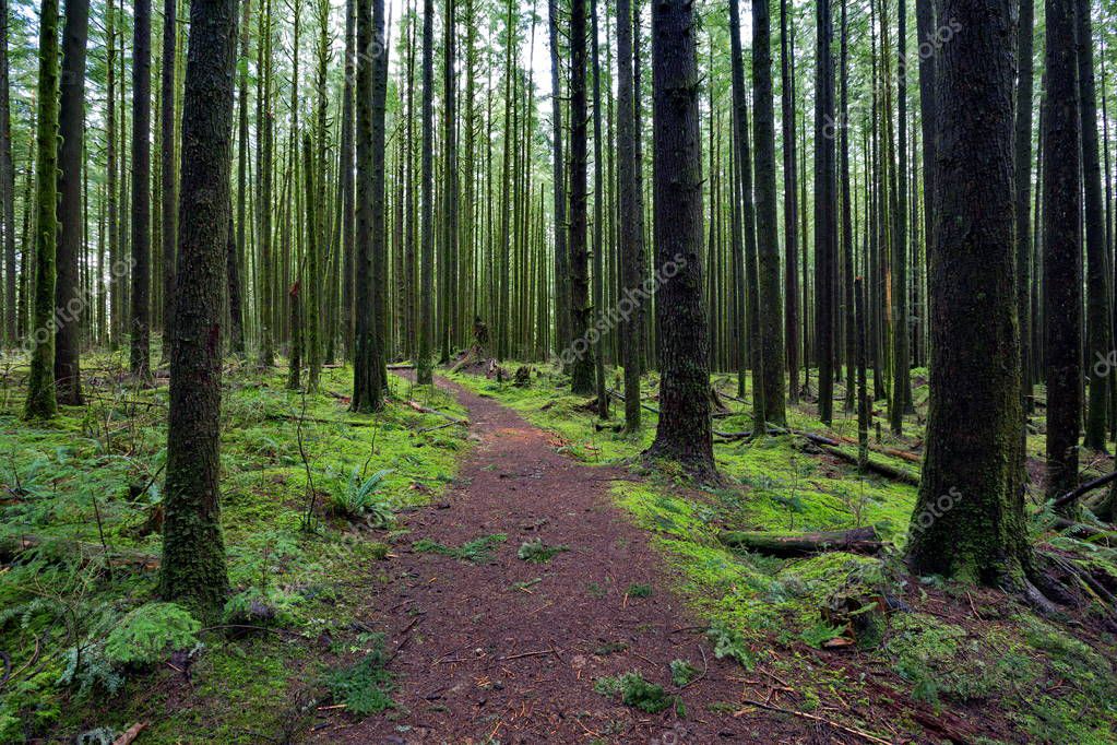 Bosque muy húmedo subtropical Bosque Húmedo Troncos Árboles Tierra