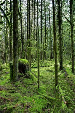 Islak orman, ağaçların gövdeleri ve arazi yeşil yosun ile kaplıdır. Bir ada nerede güzergahları dışındaki her şey ıslak yosun kaplı bir peri orman.