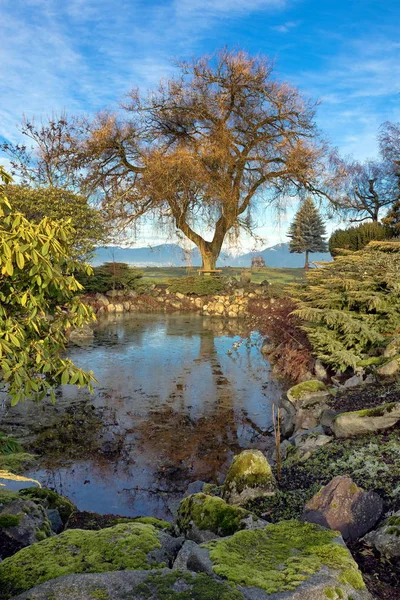 Ранняя Весна Городской Парк Маленький Пруд Отражение Упавшего Дерева Зеркале — стоковое фото