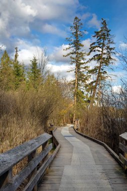 Bir güneşli sabah erken baharda ahşap yürüyüş yolu ormanın içinde çalışır.