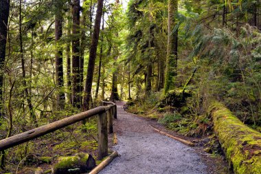 Islak orman, ağaçların gövdeleri ve toprak yeşil yosun ile kaplıdır. Bu orman Capilano River Park North Vancouver, British Columbia, Kanada içinde yer alır. 
