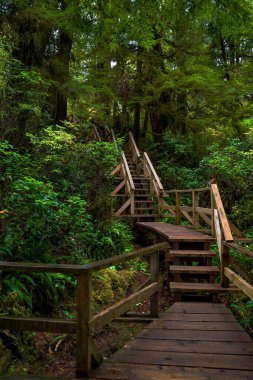 Pasifik Rim Ulusal Parkı, Tofino, Vancouver Adası, Britanya Kolumbiyası, Kanada 'da yer alan yağmur ormanları boyunca uzanan tahta bir yürüyüş ve merdiven var. 