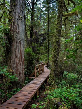 Pasifik Ulusal Parkı 'ndaki yağmur ormanları boyunca tahta patika. Bu park Vancouver Adası 'nın batı kıyısında Tofino City, British Columbia Canada bölgesinde yer almaktadır.