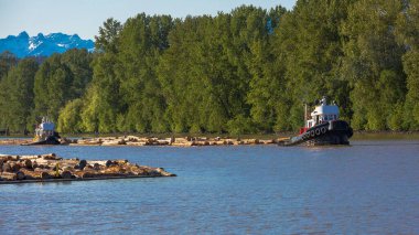 Fraser River, spring time, Two Tugboats Towing Rafts of Lumber Along the River with shores overgrown with deciduous forest, mountain range not on the horizon and blue  sky, British Columbia, Canada clipart