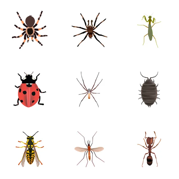 Aracnídeo realista, Dor, abelha e outros elementos vetoriais. Conjunto de símbolos realistas Hexapod também inclui insetos, Pismire, objetos de mosquito . — Vetor de Stock