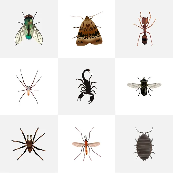 Realistische Arachnid, huisvlieg, Emmet en andere vectorelementen. Set van Bug realistische symbolen bevat ook nachtvlinder, Bug, Tarantula objecten. — Stockvector