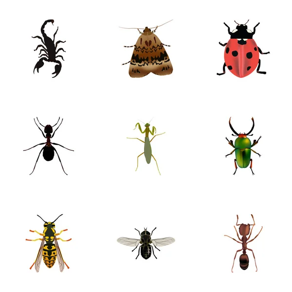 Realistische Insekten, Ameisen, Marienkäfer und andere Vektorelemente. Eine Reihe tierischer realistischer Symbole umfasst auch Marienkäfer, Pissoir, Ameisenobjekte. — Stockvektor