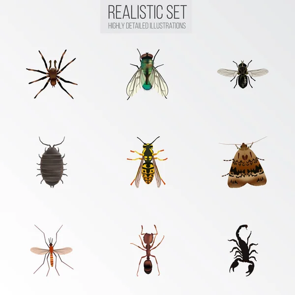 Realistische Bee, giftige, Gnat en andere vectorelementen. Set van Hexapod realistische symbolen bevat ook levend, Gnat, vliegen objecten. — Stockvector