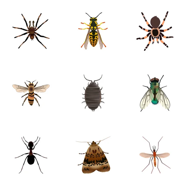 Realistische mier, vlinder, spinachtige en andere vectorelementen. Set van Bug realistische symbolen bevat ook Jewel, Wisp, Arachnid objecten. — Stockvector