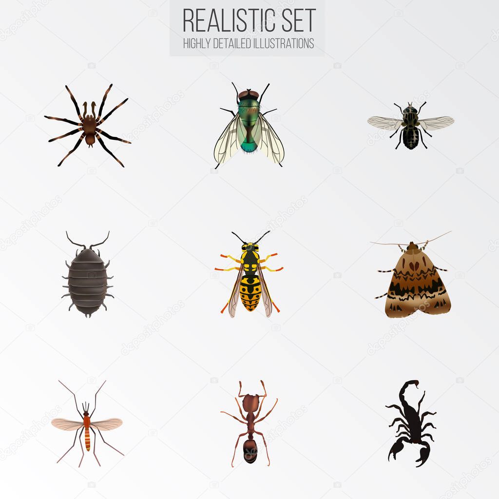 Realistic Bee, Poisonous, Gnat And Other Vector Elements. Set Of Hexapod Realistic Symbols Also Includes Alive, Gnat, Fly Objects.