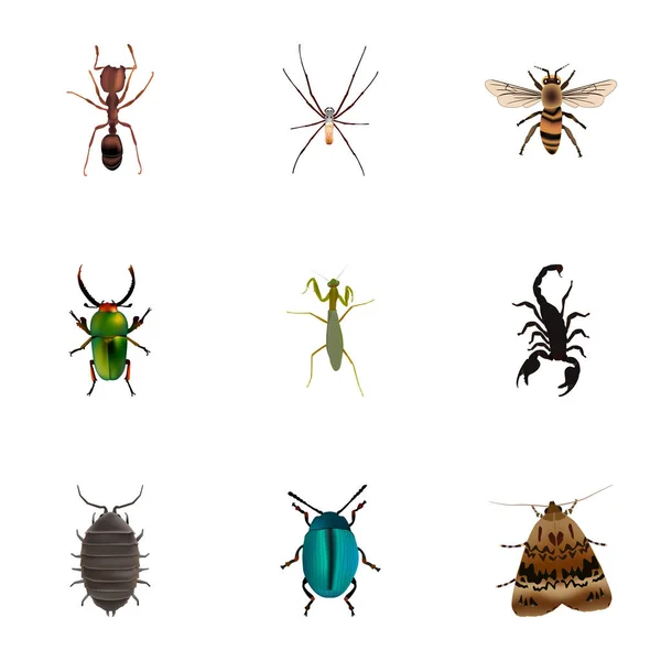 Wisp réaliste, empoisonné, insectes et autres éléments vectoriels. Ensemble de symboles réalistes pour animaux comprend également des objets empoisonnés, coléoptères, pismires . — Image vectorielle