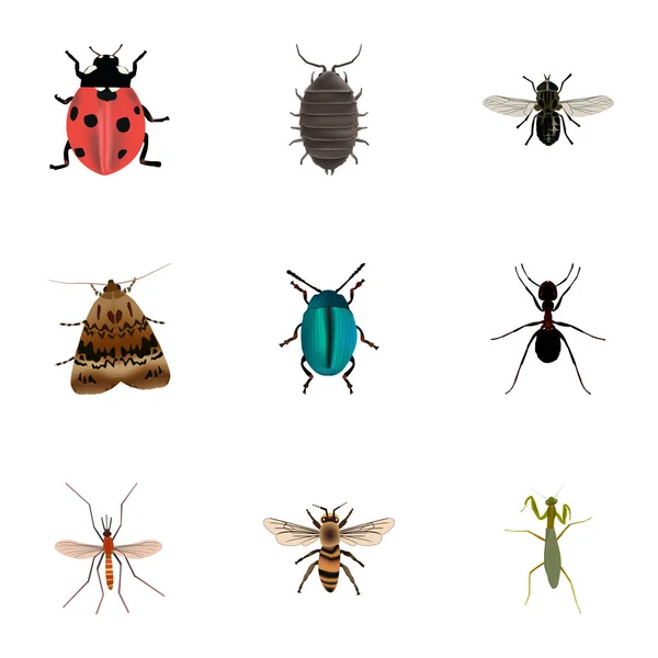Realistische Midge, Ant, Sprinkhaan en andere vectorelementen. Set van Hexapod realistische symbolen bevat ook Gnat, blauw, Ladybug objecten. — Stockvector