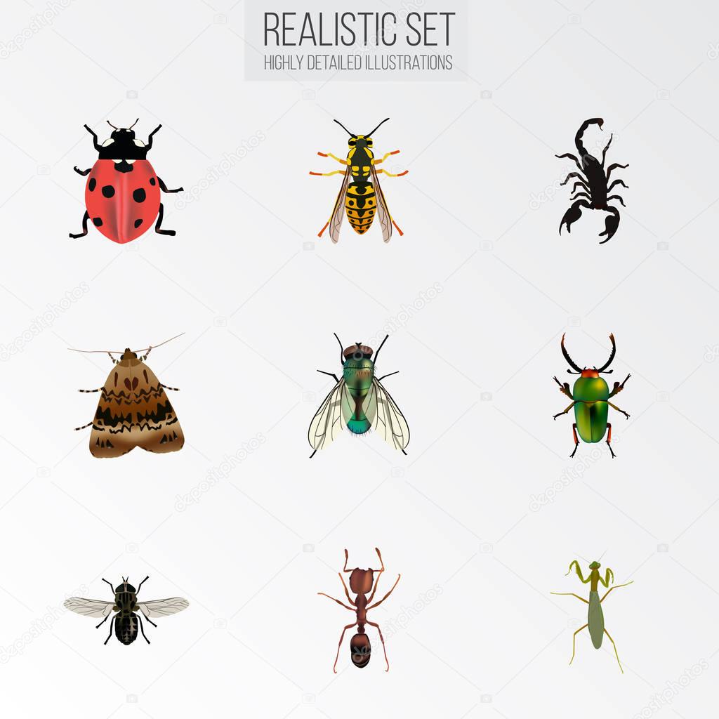 Realistic Butterfly, Grasshopper, Housefly And Other Vector Elements. Set Of Bug Realistic Symbols Also Includes Mantis, Ladybird, Ladybug Objects.