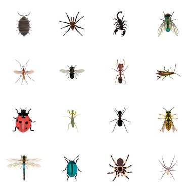 Gerçekçi sinek, çekirge, örümcek ve diğer vektör öğeleri. Hayvan gerçekçi simgeler kümesi de içerir canlı, sinek, örümcek nesneleri.