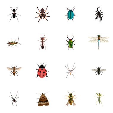 Gerçekçi hata, WISP'ye, Spinner ve diğer vektör öğeleri. Hayvan gerçekçi simgeler kümesi de içerir yusufçuk, böcek, sinek nesneleri.