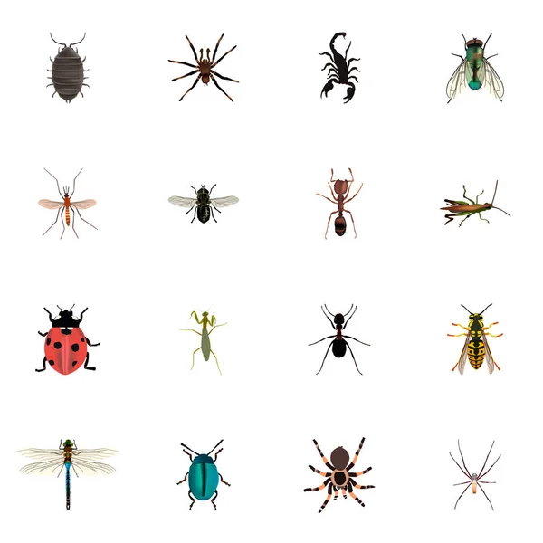 Realistic Housefly, Grasshopper, Arachnid e outros elementos vetoriais. Conjunto de símbolos realistas animais também inclui vivos, mosca doméstica, objetos aracnídeos . — Vetor de Stock